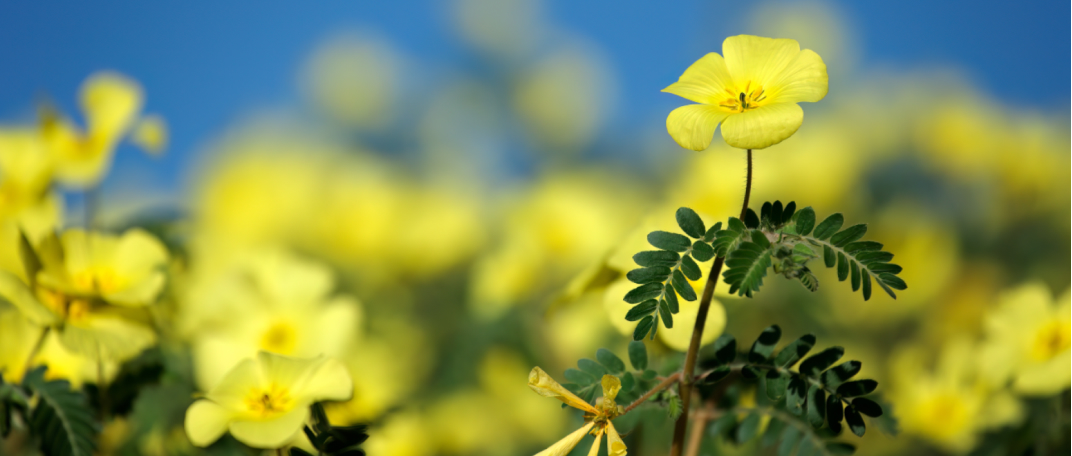 Turnera